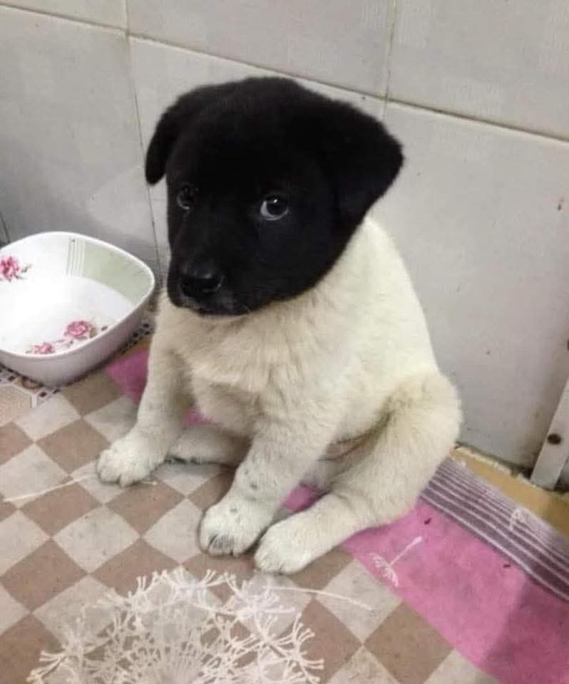 Perrito en consulta veterinaria